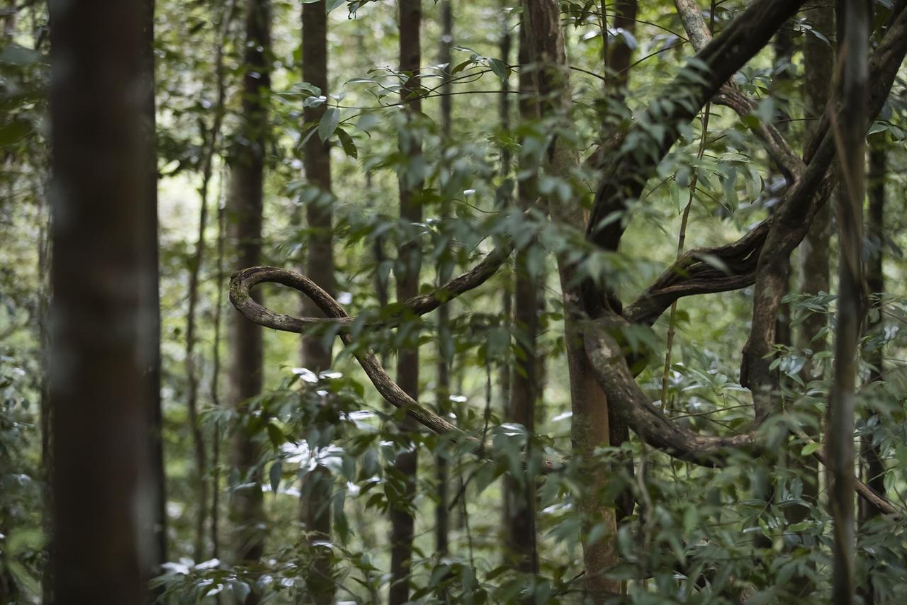 Sinharaja Forest Edge Денияя Екстериор снимка